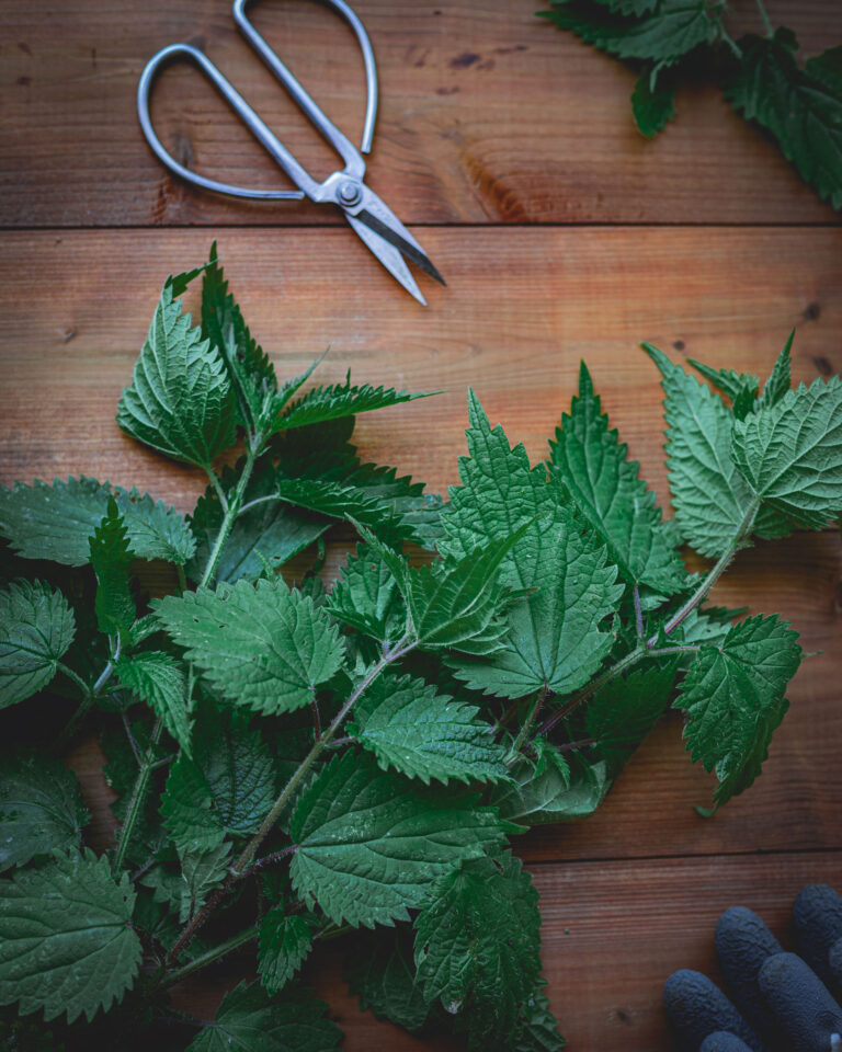 Pesto d'ortie - cueillette